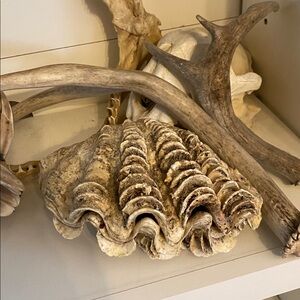 Tridacna Maxima clam shell, Veneroida